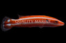 Blackspot Candycane Hogfish :: 21524