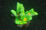 Spiny Cup, Space Invader :: 58986