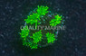 Galaxy, Neon Green :: 29944