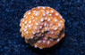 Cyphastrea, Butterscotch :: 68496