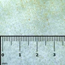 Gamma Small Copepod 0.5 - 0.8mm Slice :: 0729310