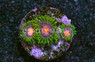 Zoa, Sweet Tooth :: 56249