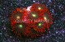 Zoa, Wildfire :: 45842