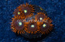 Zoa, Wildfire :: 45842