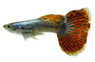 Variegated Red Dumbo Ear Guppy, Male  :: 33094