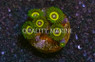 Zoa, Yellow Submarine :: 23726