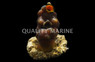 Colored Tunicate, Nano :: 58024