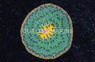 Green W/Orange Rim Plate Coral :: 25871