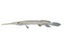 Asian Needlefish Gar :: 73773