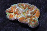 Brain Dented Orange :: 21445