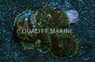 Tongan 'Shroom, Bullseye Green & Red :: 55732