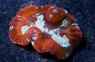Brain Crater Mulitcolor Ultra :: 52267