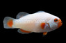 Platinum Percula Clownfish, Bali Aquarich :: 14214