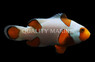 Frostbite Percula Clownfish, Bali Aquarich :: 14219