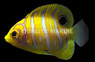 Regal Angelfish, Bali Aquarich Juvenile :: 10220