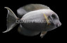 Tristis Adult Tang :: 31568