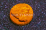 Psammocora, Orange :: 30274