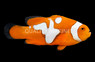 Picasso Semi Percula Clownfish, QM Labs :: 14191