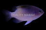 Half Black Damselfish :: 15008