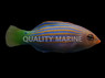 Six Line Wrasse, Les Villages  :: 33927