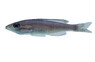 Black Finned Yellow Head Sardine Tanganyika Cichlid :: 94768
