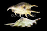 Spider Conch Snail :: 57039