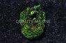 Acropora, Green Goblin :: 90485