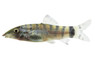 Splendida Loach :: 27547