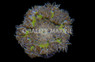 Rock Flower Anemone :: 50012