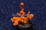 Monti, Branching Firestarter :: 40022