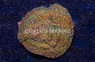 Monti, Encrusting Green w/ Neon Green polyps & Pink Rim :: 64357