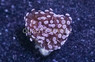 Grape Cristata Purple Tip :: 24928