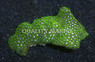 Leptastrea, Green :: 66849