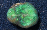 Chalice, Green :: 53960