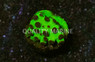 Cyphastrea, Mardi Gras :: 57999