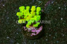 Acropora, Green Austera :: 92345