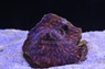Brain Red War Coral :: 54307