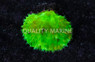 Cabbage, Green :: 98270