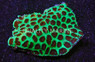 Green w/Red Eye Xmas Favia Brain Coral, Fiji :: 22735