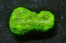 Flower Pot, Short Polyp Green, Fiji :: 92821