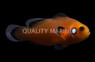 Mocha Latte Ocellaris Clownfish :: 31349