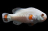 Storm Solar Tangerine Ocellaris Clownfish :: 77495