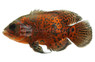 Red Leopard Oscar Cichlid :: 87378