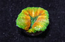 Brain Open Orange Rim w/Green Center :: 92861