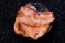Leptoseris, Sungod :: 89787