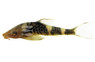 Otocinclus Orange Catfish :: 17329