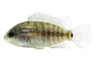 Tepehua Turquoise Cichlid :: 91727