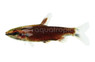 Super Red Pencilfish :: 93070
