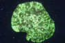 Brain Prism, Green Splatter :: 32807