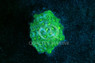 Green Brain :: 68312